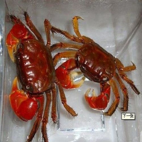 【京选推荐】观赏蟹活螃蟹宠物蟹水族箱水草活蟹迷你辣椒蟹将军蟹相手