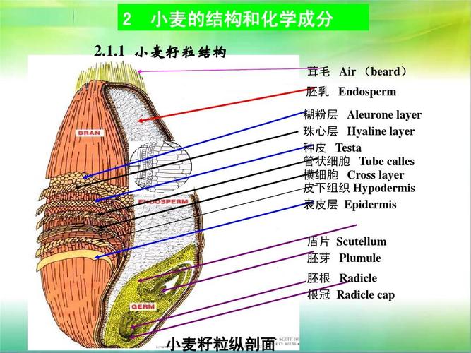 小麦的结构和化学成分 茸毛 air (beard) 胚乳 endosperm 糊粉层