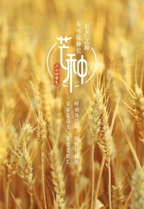 节气今日芒种收获幸福种下希望