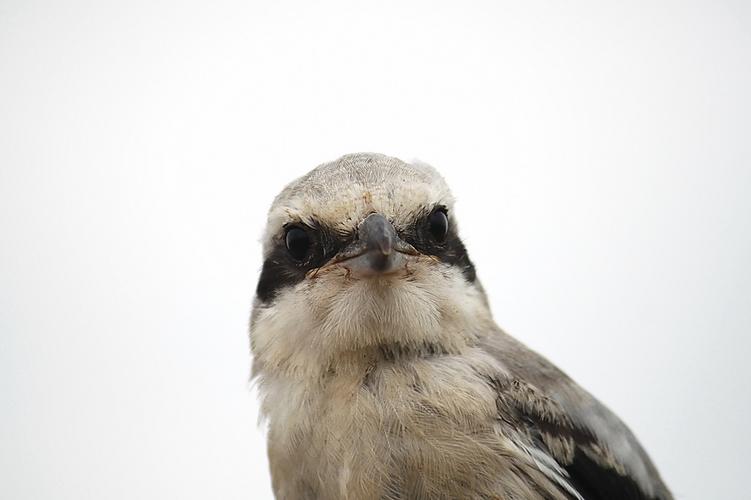 标题:愤怒的小鸟