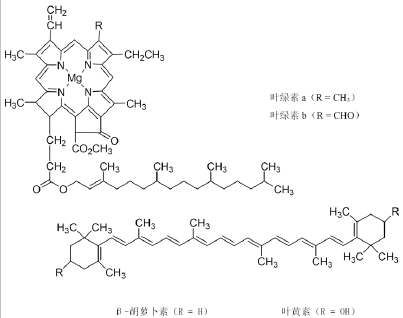菠菜中天然色素的提取和分离完稿