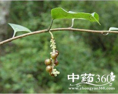 黄龙藤汤处方 黄龙藤汤功效 黄龙藤汤各家论述-中药名