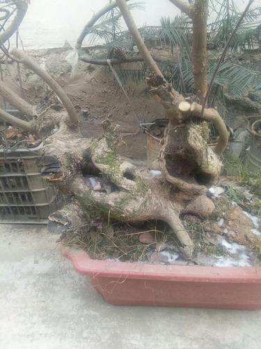 盆栽出售:水灵木,别名:灯笼商酸,地蓬子,别名:荀子,野生黄杨