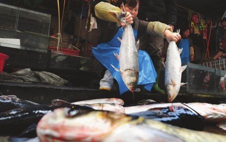 梦见一半死鱼一半活鱼梦到很多鱼死了只有一条活鱼是什么寓意