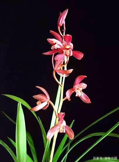 建兰欣赏,八大红花名品满堂红,红色浓香型象征红红火火倍受追捧