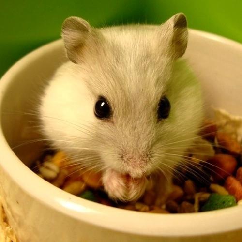 萌萌的宠物,戳进来,点个赞,举手之劳,谢谢.