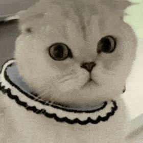 网红猫咪 | 蛋蛋表情包