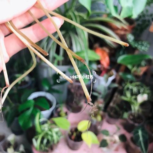 紫叶酢浆草~_绿植_酢浆草_家居家装_家居装饰_花艺
