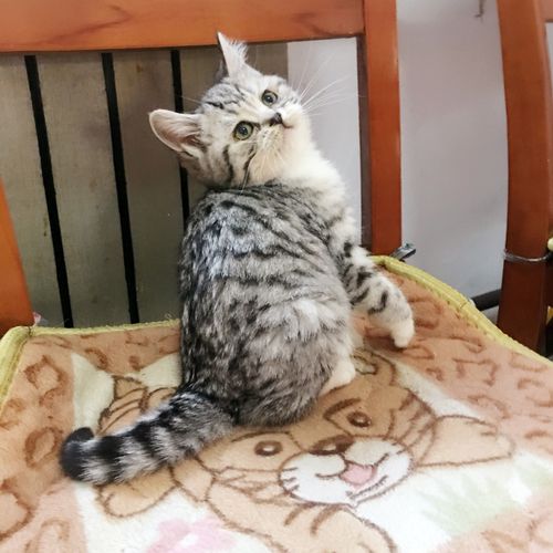 家养纯种苏格兰折耳品种猫银虎斑鱼骨刺渐层英国短毛猫可爱立耳dd_7折