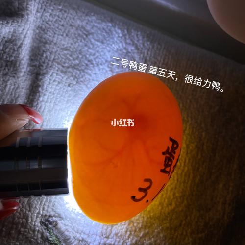 柯尔鸭蛋孵化记录95_上海自由行热门攻略_宠物_宠物