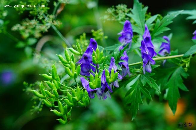 药用植物 中药图谱 乌头《东医宝鉴》:"性大热,味辛甘,有大毒.