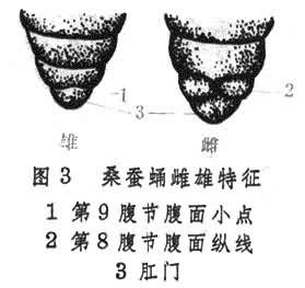四龄蚕如何辨别公母?