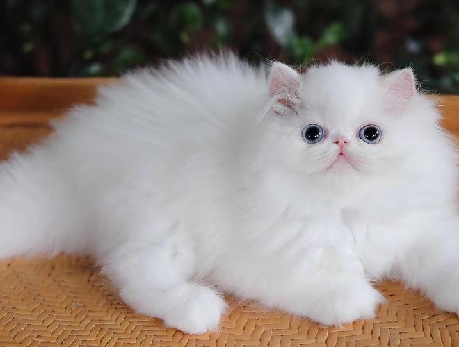 上传: 1小时前 描述: 【波斯区】  极品 极品 纯白波斯弟弟 双蓝眼