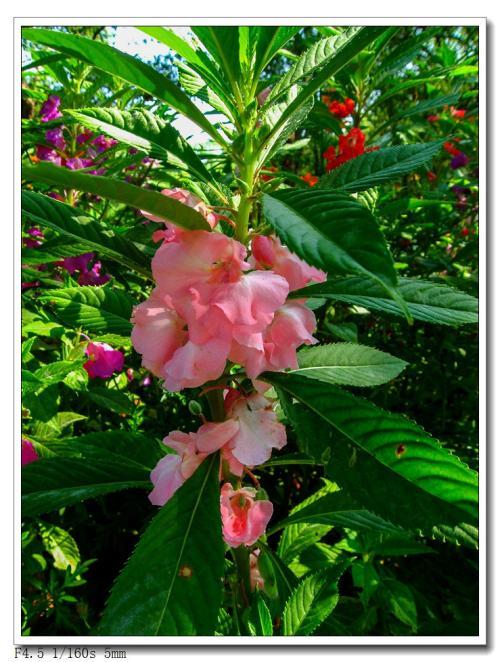 展开全部 凤仙花 也叫指甲草  小桃红