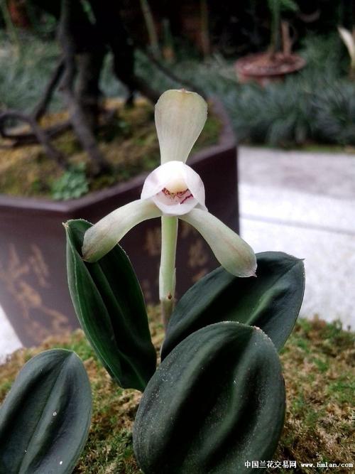 其它 欣赏那些珍品兔耳兰 写美篇 花葶从假鳞茎下部侧面节上发出,直立