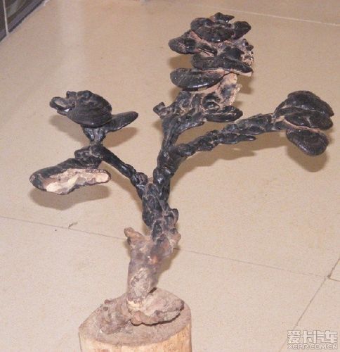 gl8进山押送偷盗灵芝的毛贼,人赃并获.