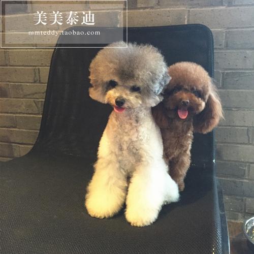 一折迷你型贵宾宠物狗狗_美美泰迪 茶杯犬宠物犬狗狗活体宠物狗幼犬