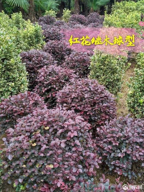 精品红花继木球型,冠幅饱满,一级精品实球,不脱腿,自营货源!