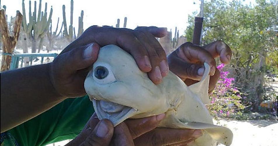 鲨鱼可怕吗?那是你不知道有关它的 20 条冷知识