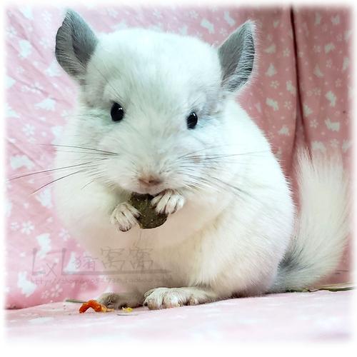 窝窝纯白紫斑进口后代梦幻紫色大体体型龙猫龙猫