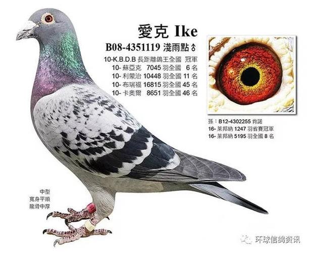 美好人生,荷兰彼特·文斯特拉作育,曾获2011年奥林匹克全能鸽王荷兰