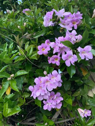 春天盛开的非洲扁形凌霄花.