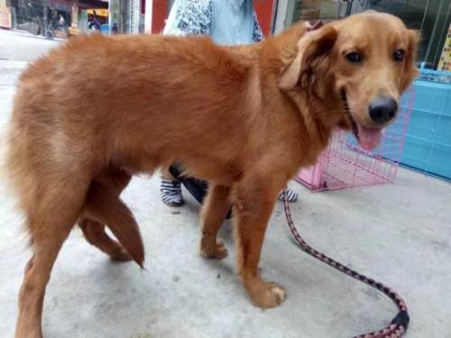 自己家养的金毛犬