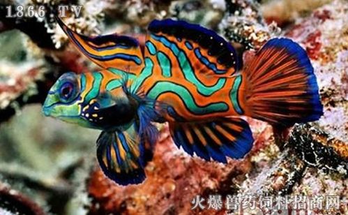 青蛙鱼的种类及饲养方法