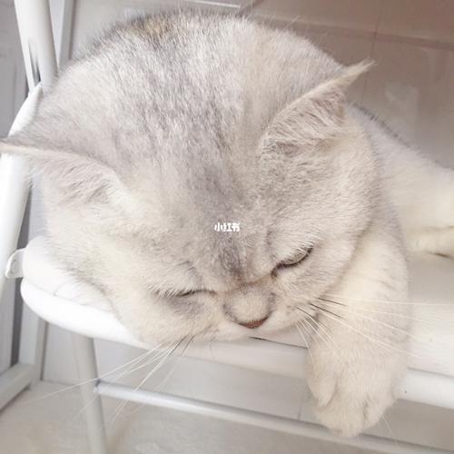 好无聊啊_宠物_我家宠物好可爱_宠物_猫