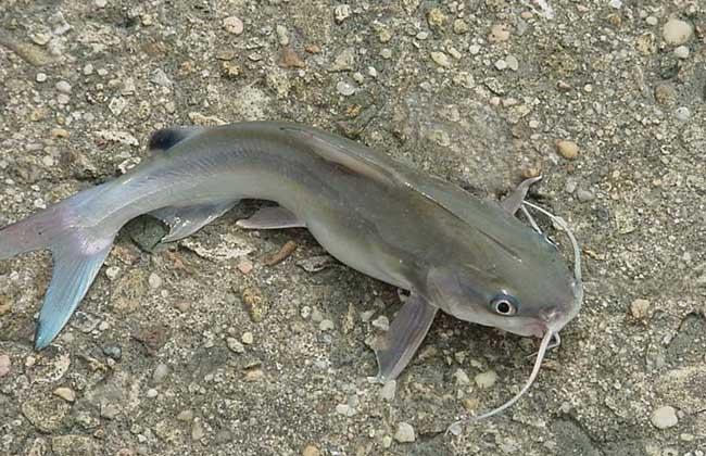 神仙鱼和什么鱼混养?