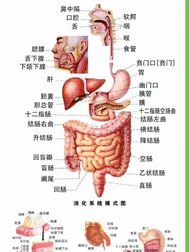 经常说孩子脾胃虚弱的 看看人体消化结构图 脾脏不参与任何消化道