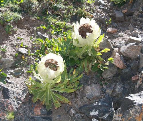 这才是正版的雪莲.图片:gdbiomall.co.kr