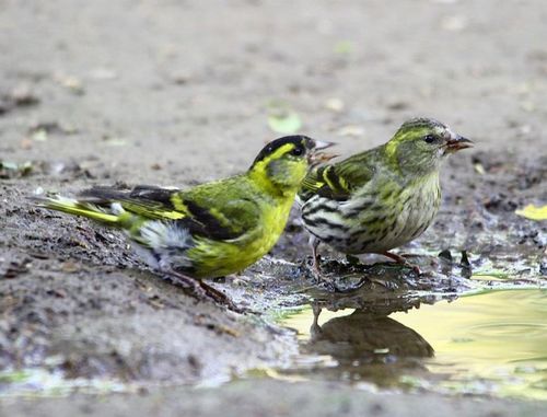 天坛---鸟儿的乐园【黄雀gg和mm】{16}