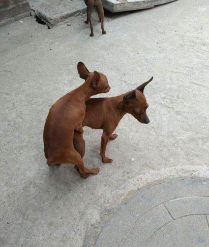 可爱的鹿犬转让