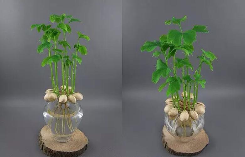 今天来和大家分享下关于种子盆栽的水培方法——其实很简单,所有的