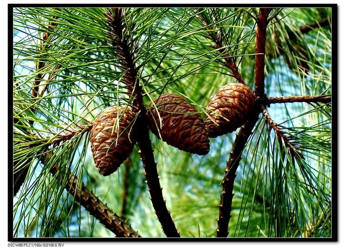  p>松树,(学名: i>pinus /i>):是松科,松属植物.