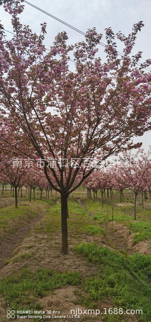 供应现货批发樱花树基地种植园林现挖现卖日本晚樱型号齐全樱花树