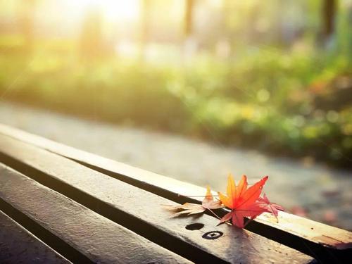 朗诵:落叶的静美,一场淡然和从容