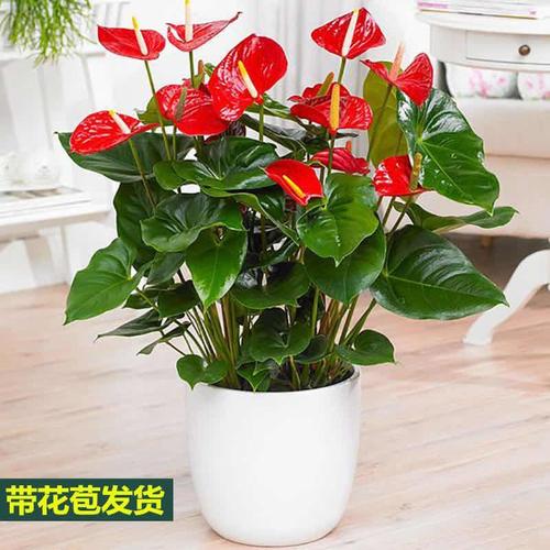 悦芳华带花发货红掌粉掌白掌花室内水培土培盆栽四季开花卉植物绿植