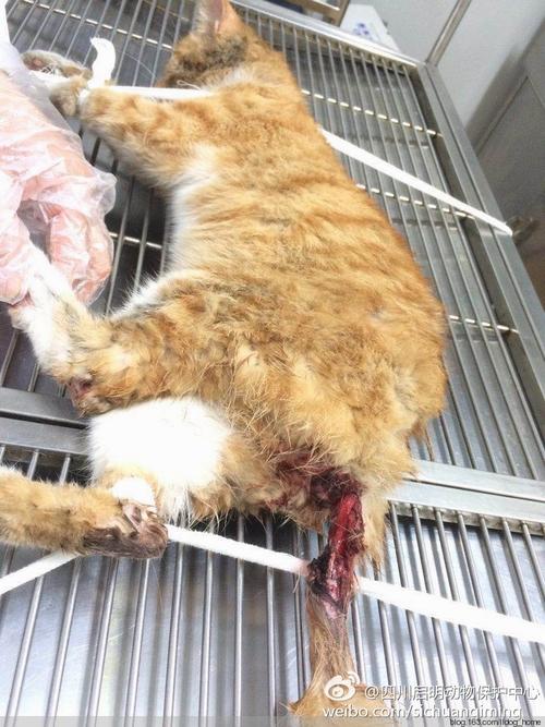 19日救助的狗狗和猫猫 - 启明小动物保护中心 - 为流浪猫狗动物们