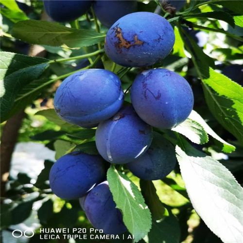 首页 > 西梅李  为您展示超群苗木西梅苗西梅蓝蜜的相关信息