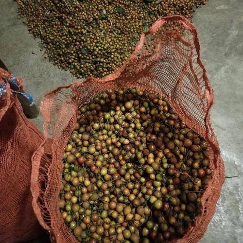 广东省惠州市博罗县 无刺金樱子