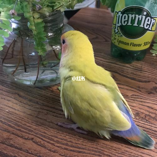 红面澳桂紫腰苹果绿_芥末_牡丹_茶色_手养牡丹鹦鹉_宠物_宠物其他