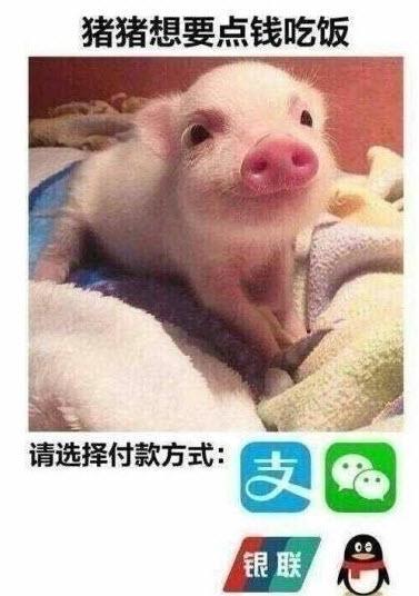 猪猪想要点钱吃饭,请选择付款方式