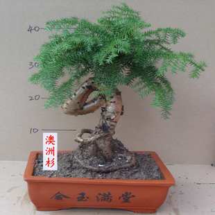 植物澳洲杉树桩大盆栽花卉客厅茶几不老松绿植室内植物盆景办公桌