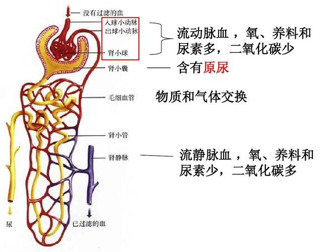 人体内废物的排出复习答案ppt