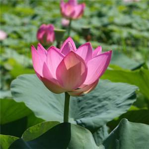 佛教用的微信莲花头像图片大全集