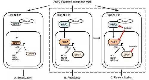 佟红艳教授团队与黄刚教授团队揭示nrf2dusp1信号通路参与高危骨髓