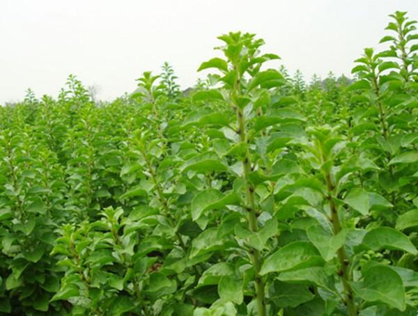 枸杞芽,那种刚从地里新长出来的嫩芽,15公分左右长嫩绿的叶子十分惹人