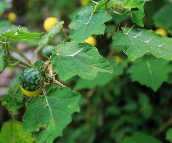 请问这是什么植物,叶子上有刺,结很小的果实.